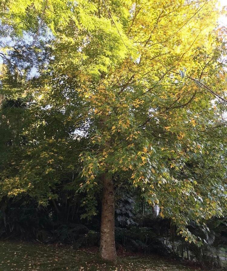 فندق Pinheiros Do Rocio Petrópolis المظهر الخارجي الصورة