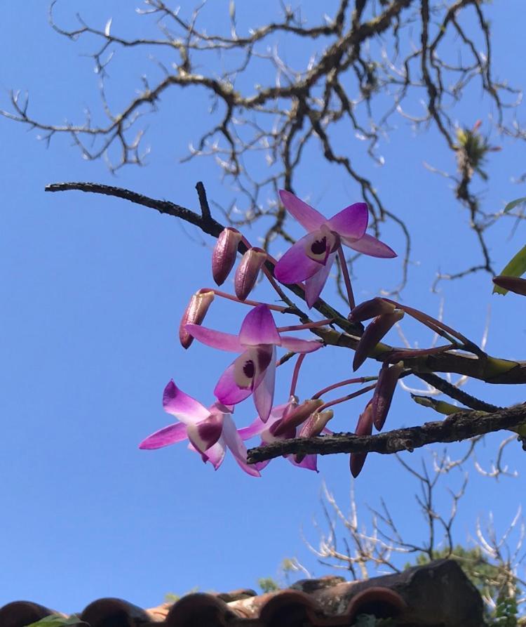 فندق Pinheiros Do Rocio Petrópolis المظهر الخارجي الصورة