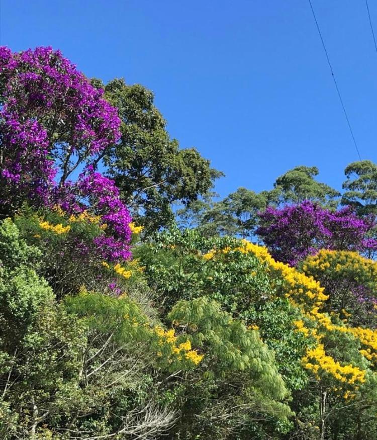 فندق Pinheiros Do Rocio Petrópolis المظهر الخارجي الصورة